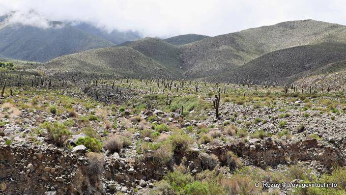 Vegetazione a 3000m, El Infernillo, Ruta 307, Tafi del Valle - Argentina