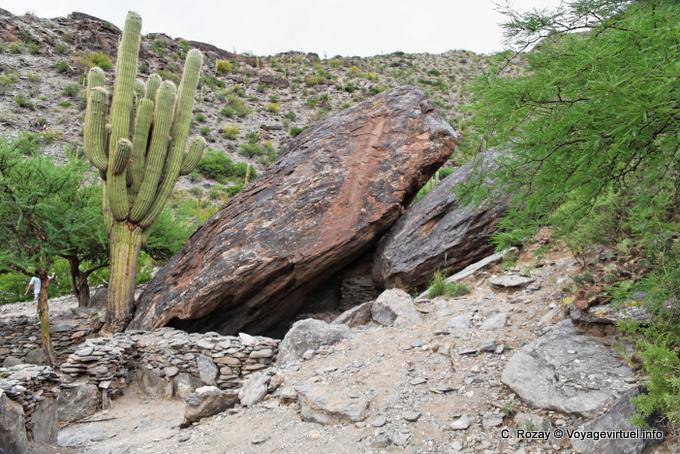 Roccia crollò sotto un cactus candelabri, rovine Quilmes - Argentina