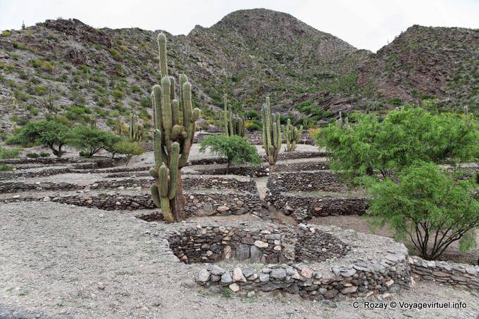 Candelabri Cactus e gli edifici in pietra della montagna, Quilmes Ruinas - Argentina