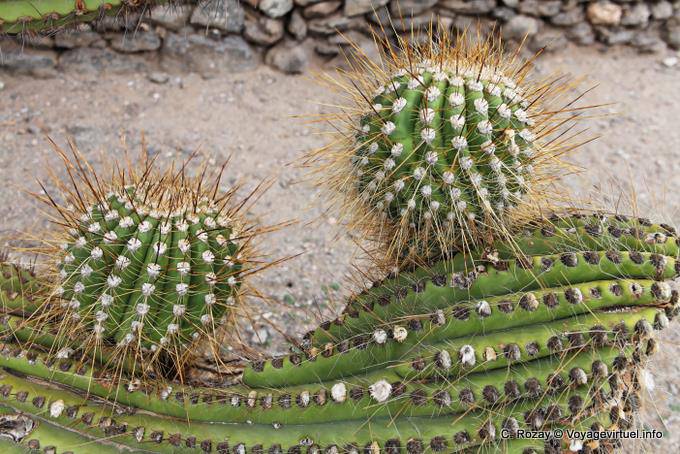 Palle Spiky Cactaceae, cactus, rovine Quilmes - Argentina