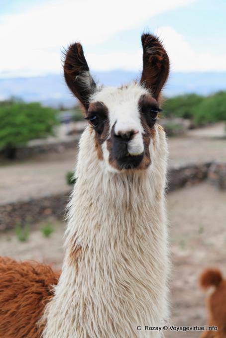 Ritratto di un an Lama, Quilmes Ruinas - Argentina