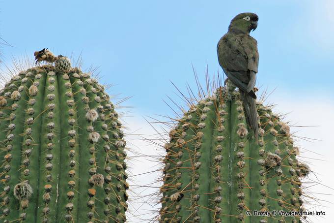 Pappagallo su un cactus, città sacra di Quilmes - Argentina