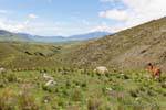 Panorama della valle e Lama El Infernillo, Ruta 307, Tafi del Valle, Argentina.