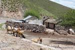 Mountain Farm, capre e pecore, El Infernillo, Ruta 307, Tafi del Valle, Argentina.
