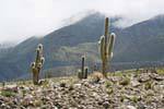 Dita Cactus, El Infernillo, Ruta 307, Tafi del Valle, Argentina.