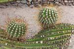 Palle Spiky Cactaceae, cactus, rovine Quilmes, Argentina.