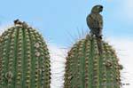 Pappagallo su un cactus, città sacra di Quilmes, Argentina.