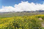 Fiori e nubi sulla Pinar de los Cervios, Tafi del Valle, Ruta 307, Argentina.