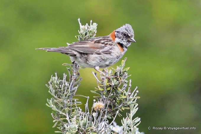 Poco Sparrow Chingolo familiare barra rossa, Parque Nacional Tierra del Fuego, Ushuaia - Argentina