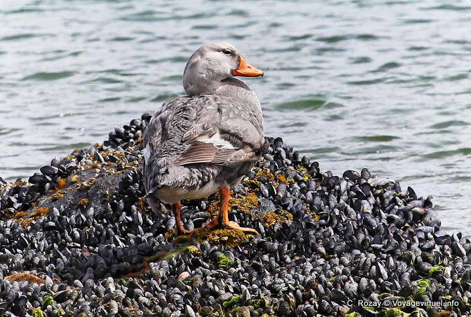 Volare anatra vapore (Tachyeres patachonicus) su stampi, Parque Nacional Tierra del Fuego, Ushuaia - Argentina