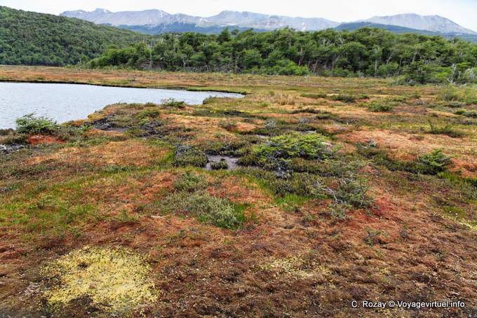 Sphagnum torbiera con Magellan (Sphagnum magellanicum), Parque Nacional Tierra del Fuego, Ushuaia - Argentina