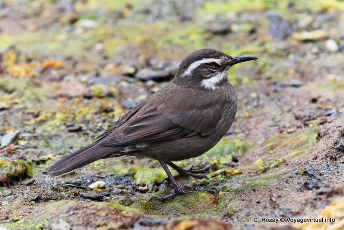 Cinclodes grigio-fiancheggiato o Remolinera Chica, Parque Nacional Tierra del Fuego, Ushuaia - Argentina