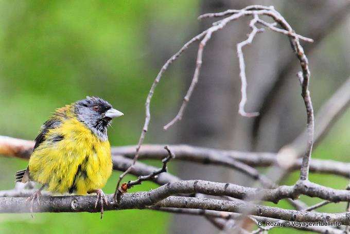 Lucherino incappucciato (Carduelis magellanica), Parque Nacional Tierra del Fuego, Ushuaia - Argentina