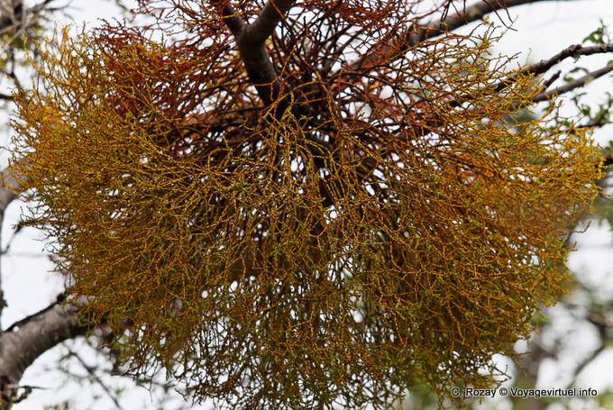 Vischio Misodendrum punctulatum, una specie di vischio parassita, Parque Nacional Tierra del Fuego, Ushuaia - Argentina