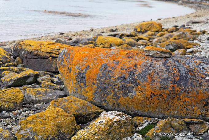 Colori licheni sulle rocce, Parque Nacional Tierra del Fuego, Ushuaia - Argentina