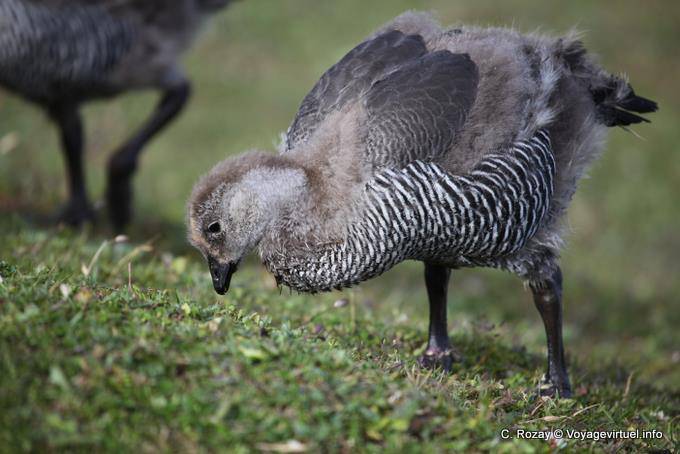 Giovane femmina con Chloephaga picta ancora giù, Parque Nacional Tierra del Fuego, Ushuaia - Argentina