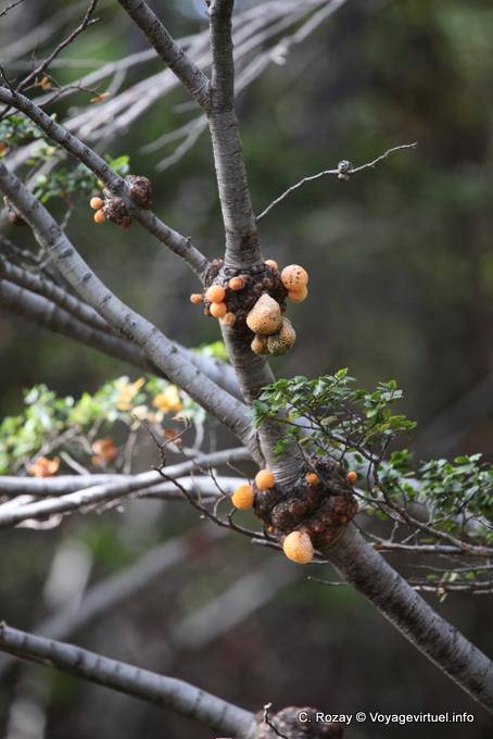 Cyttaria parassita fungo commestibile, Parque Nacional Tierra del Fuego, Ushuaia - Argentina
