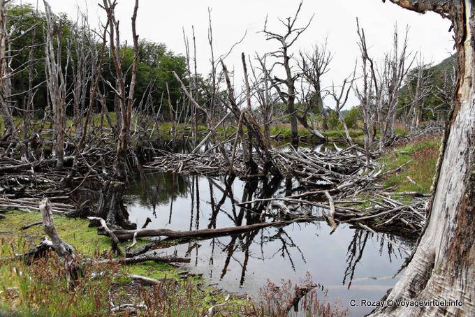 Alberi morti e Beaver Dam, Bahia Lapataia, Parque Nacional Tierra del Fuego, Ushuaia - Argentina