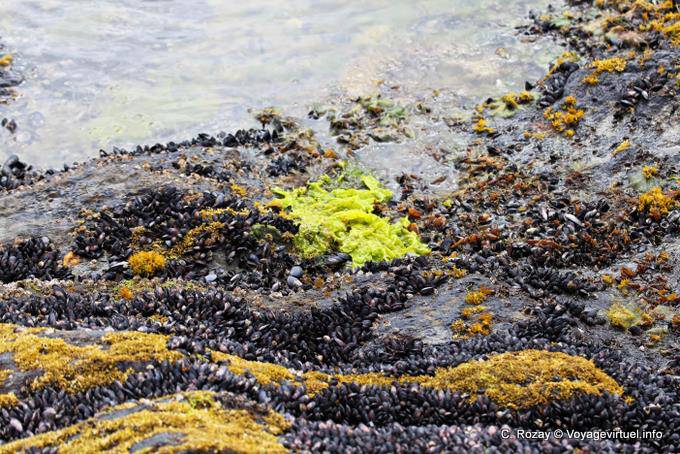 Colori alghe e mitili sulla riva, Bahia Lapataia, Parque Nacional Tierra del Fuego, Ushuaia - Argentina