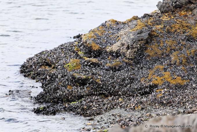Sul letto di roccia di cozze, Bahia Lapataia, Parque Nacional Tierra del Fuego, Ushuaia - Argentina