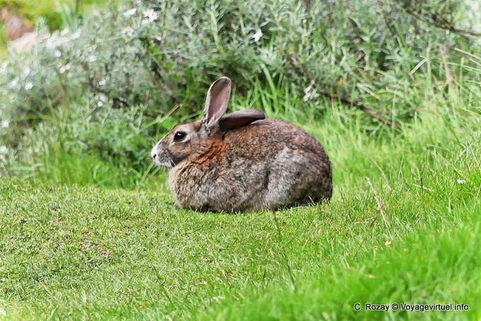 Hare a riposo, Ushuaia Parco Nazionale Terra del Fuoco Coniglio - Argentina