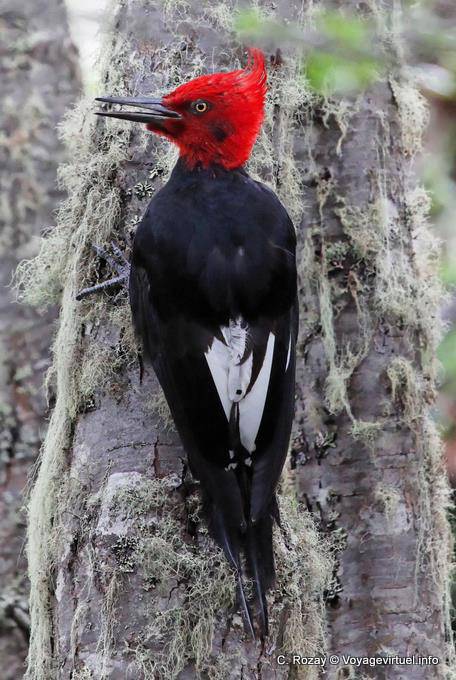 Picchio di Magellano su un tronco d'albero, Ushuaia Tierra del Fuego Parco Nazionale di Magellano Woodpacker - Argentina