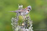 Poco Sparrow Chingolo familiare barra rossa, Parque Nacional Tierra del Fuego, Ushuaia, Argentina.