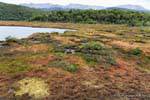 Sphagnum torbiera con Magellan (Sphagnum magellanicum), Parque Nacional Tierra del Fuego, Ushuaia, Argentina.