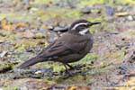 Cinclodes grigio-fiancheggiato o Remolinera Chica, Parque Nacional Tierra del Fuego, Ushuaia, Argentina.