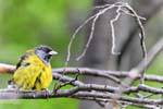 Lucherino incappucciato (Carduelis magellanica), Parque Nacional Tierra del Fuego, Ushuaia, Argentina.