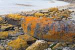 Colori licheni sulle rocce, Parque Nacional Tierra del Fuego, Ushuaia, Argentina.