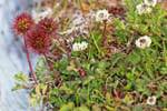 Esempio di flora locale, Parque Nacional Tierra del Fuego, Ushuaia, Argentina.