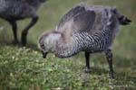 Giovane femmina con Chloephaga picta ancora giù, Parque Nacional Tierra del Fuego, Ushuaia, Argentina.