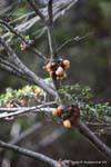 Cyttaria parassita fungo commestibile, Parque Nacional Tierra del Fuego, Ushuaia, Argentina.