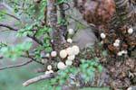 Pan de Indio (Cyttaria hariotii), Parque Nacional Tierra del Fuego, Ushuaia, Argentina.
