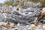 Legno torturato, Bahia Lapataia, Parque Nacional Tierra del Fuego, Ushuaia, Argentina.