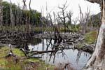 Alberi morti e Beaver Dam, Bahia Lapataia, Parque Nacional Tierra del Fuego, Ushuaia, Argentina.