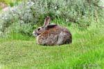 Hare a riposo, Ushuaia Parco Nazionale Terra del Fuoco Coniglio, Argentina.