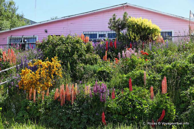 Lupini bizzeffe nel mese di gennaio, Ushuaia - Argentina