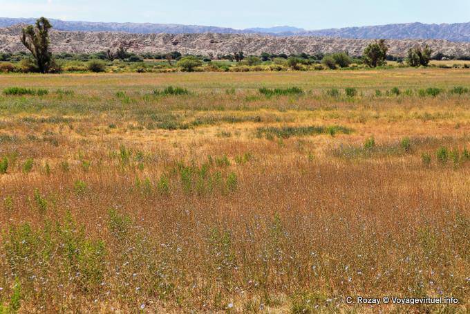 Colore Campagna in estate, valle Calchaquies, Ruta 40 - Argentina