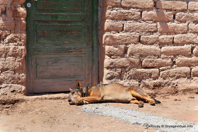 Cane di sonno davanti a una porta, Calchaquies Valley, Ruta 40 - Argentina