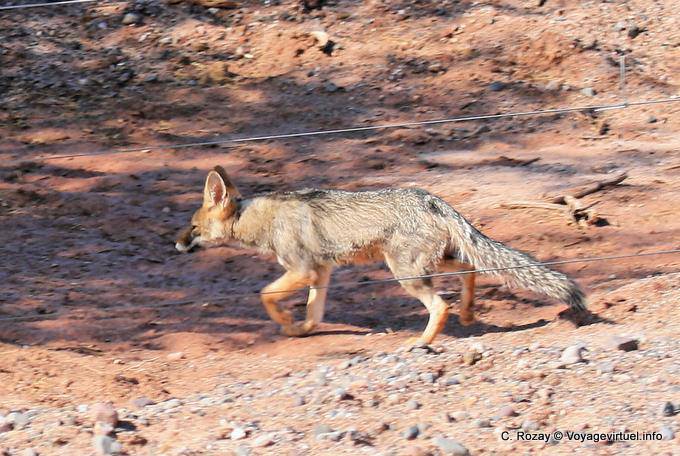 Fox passaggio Calchaquies Valley, Ruta 40 - Argentina