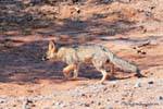 Fox passaggio Calchaquies Valley, Ruta 40, Argentina.