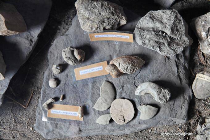 Reperti archeologici presso il museo, sito archeologico Tehuelche, Walichu - Argentina