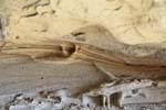Zebra naturale nella roccia, sito archeologico Tehuelche, Walichu, Argentina.