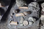 Reperti archeologici presso il museo, sito archeologico Tehuelche, Walichu, Argentina.
