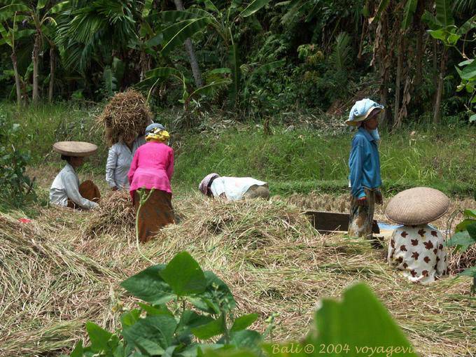 Il lavoro nei campi, Bali - Bali