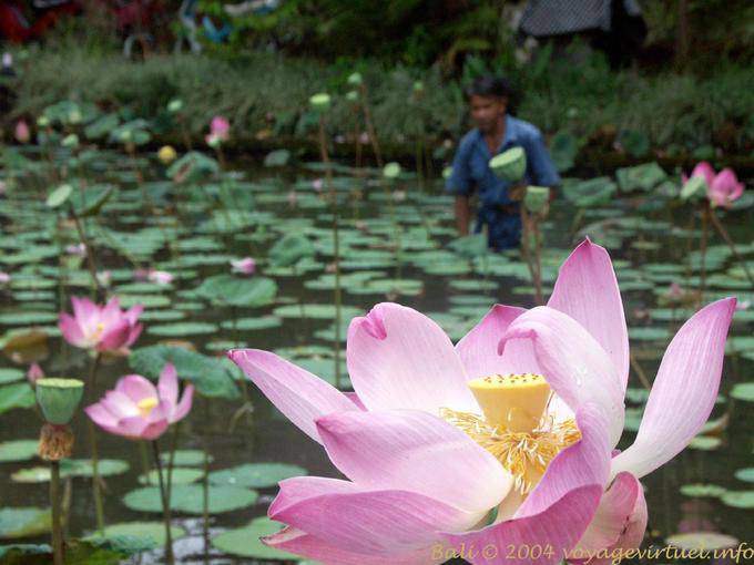 Bangli, fiore di loto - Bali