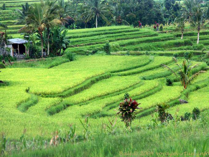 Riso verde pallido Gunungsari - Bali
