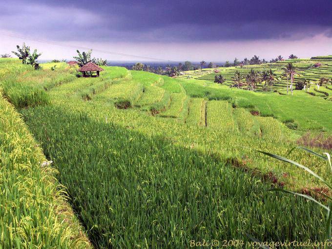 Paesaggio balinese di risaie, Gunungsari - Bali